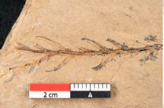 Foto (Detailansicht) von Plantae indet.  (NHMW-GEO-2024-0188-11500)